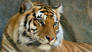 Preview mustache, face, tiger, eyes, predator HD wallpaper