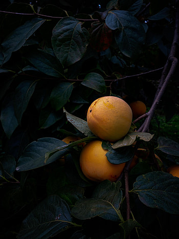 Leaves, Quince, Macro, Branch, Fruit HD phone wallpaper