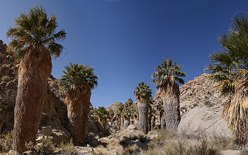 Nature, Mountains, Palms, Rocks HD wallpaper