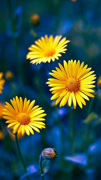 Yellow daisy beauty, Ultra , Nature's sunny delight, Traxzee HD phone wallpaper