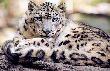 Snow Leopard, Animal, Jungle HD wallpaper