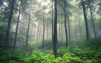Forest in Germany, mist, trees, Germany, forest HD wallpaper