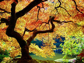 Plants, Landscape, Trees, Autumn HD wallpaper