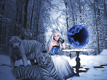 Ice, winter, lady, tiger HD wallpaper