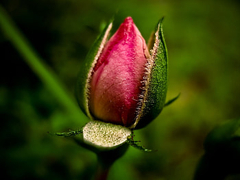 Plants, Flowers HD wallpaper