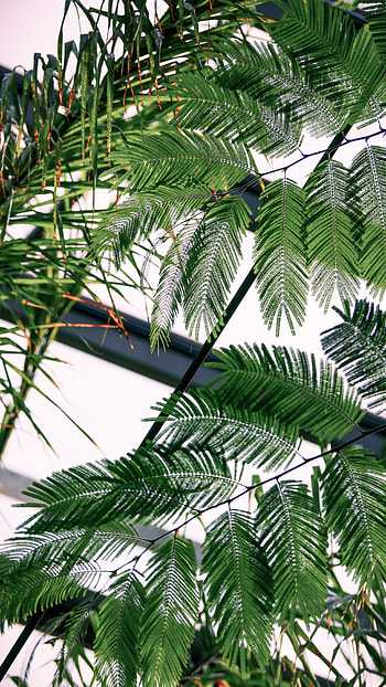 Leaves, Miscellanea, Miscellaneous, Fern, Branches, Carved HD phone wallpaper