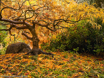 autumn glow, golden, japanese, maple, glow, trees, autumn HD wallpaper