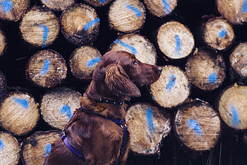 Animals, Dog, Leash, Retriever, Logs HD wallpaper
