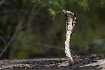 King Cobra, Wildlife graphy, Indian cobra, stock HD wallpaper