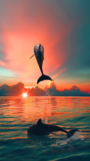 High-definition dolphin , Ultra , Stunning visuals, Top quality backgrounds HD phone wallpaper