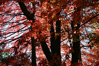 Shades In The Sky, trees, leaf, sky, leaves HD wallpaper