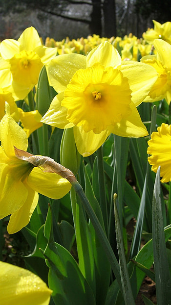 Daffodil, Adorable, Flower HD phone wallpaper