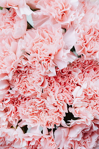 Close-up of fresh pink carnations creating a vibrant floral . HD phone wallpaper