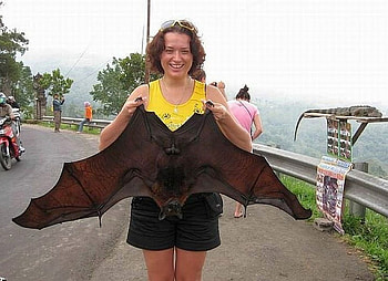 Giant Bat, cool HD wallpaper
