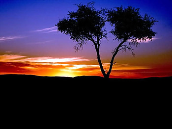 sunset . jpg, colorful, nature, tree, sunset HD wallpaper