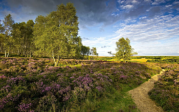Nature, Grass, Sky, Path HD wallpaper