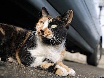 Calico Cat, calico, under, cat, car HD wallpaper