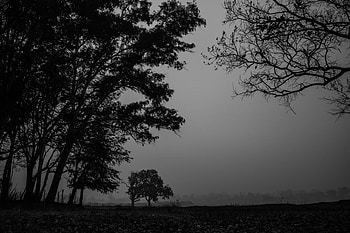 Nature, Trees, Fog, Branches, Bw, Chb HD wallpaper