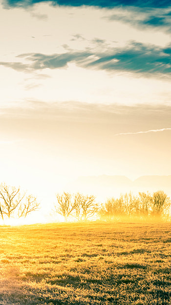 Vast Bright Golden Wither Grass Field 7 HD phone wallpaper