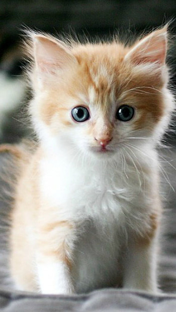 Cute Baby Cat, Adorable Kitty, Baby, Cat HD phone wallpaper