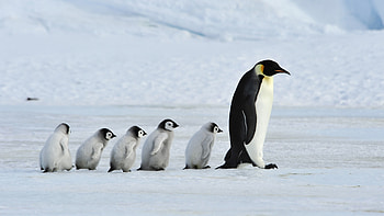 Graceful waddling, Majestic iceberg, Frozen wilderness, Antarctic residents HD wallpaper