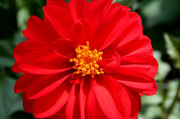 Flower, leaves, nature, red HD wallpaper