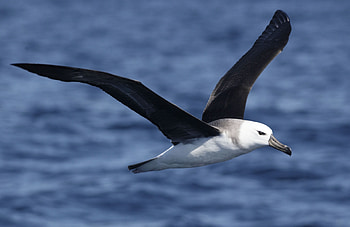 Albatross in flight, Serene ocean landscapes, Powerful wingspan, Nature's navigator HD wallpaper