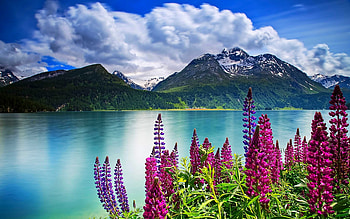 Lupin flowers by the lake, reflection, sky, mountain, serenity, lake, tranquility, hills, summer, wildflowers, lupine, clouds HD wallpaper