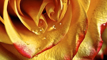 Macro, Rose Flower, Rose, Petals, Lines, Drop HD wallpaper