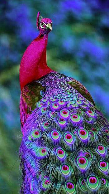 Purple peacock , Vibrant , Beautiful plumage, Striking colors HD phone wallpaper