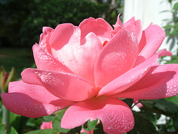 smiling in pink, soft, pink, light, feelings HD wallpaper