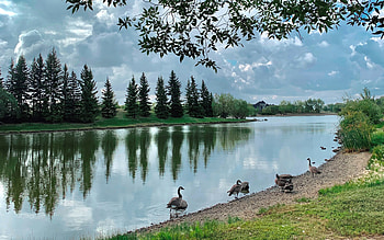 Lake with Geese, trees, reflection, lake, geese HD wallpaper