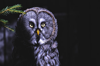 Animals, Owl, Bird, Shadow, Predator, Looks, Feathered HD wallpaper