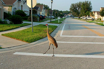 Walk on Road, cool, beautiful, bird HD wallpaper