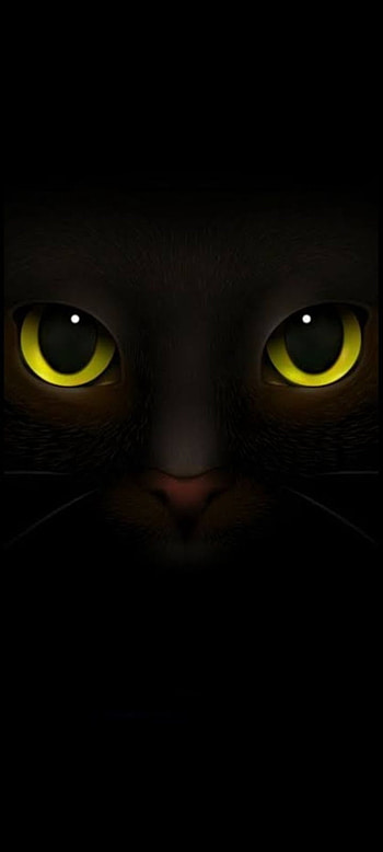 Cat, olhos, animais HD phone wallpaper