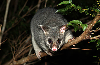 Phalangeroidea, Unique mammal, Media encyclopedia, Conservation efforts HD wallpaper