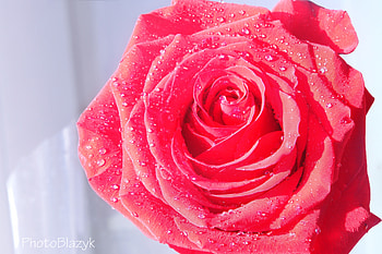 Drops, Flower, Macro, Rose Flower, Rose, Dew HD wallpaper