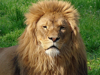 Animals, Grass, Muzzle, Lion, Predator, Big Cat, Mane, Wool HD wallpaper