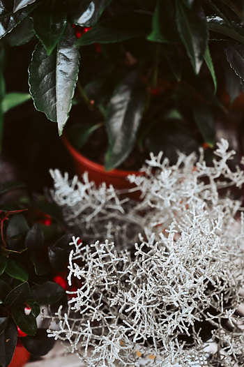 Leaves, Plant, Miscellanea, Miscellaneous, Close-Up, Branches HD phone wallpaper