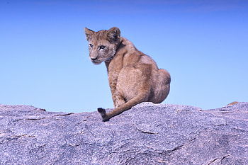 Animals, Rock, Lion, Predator, Stone, Lion Cub HD wallpaper