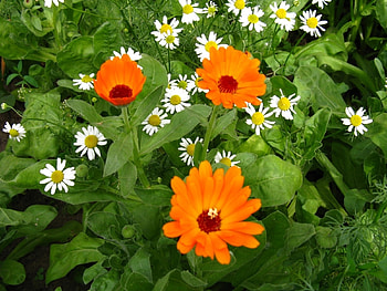 Plants, Flowers HD wallpaper