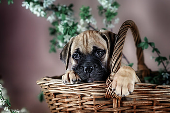 Bullmastiff facts, Breeding information, Greenfield puppies, Essential knowledge HD wallpaper