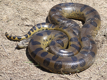 Anaconda, snake, animal, reptile HD wallpaper