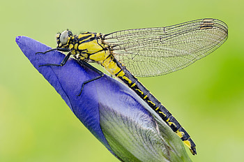 Dragonfly, blue, bud, yellow, flower, green, insect, libelula HD wallpaper