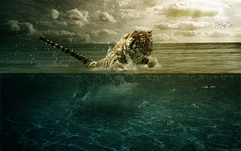 Beautiful Tiger, sea, tiger, cats, beautiful, animals, clouds, sky, water, jumping HD wallpaper