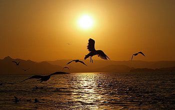 Animals, Birds, Seagulls HD wallpaper