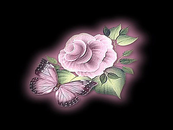 MISTED, pink, butterfly, petals, flower HD wallpaper