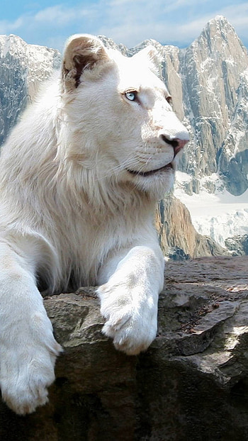 Lion , White Lion, Winter Theme, Background HD phone wallpaper
