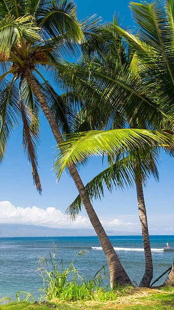 Hawaii palms , Ocean clouds scene, , Tropical getaway HD phone wallpaper