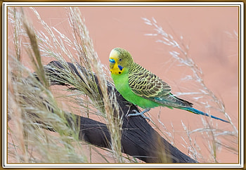 BUDGERIGAR, PRETTY, NATURE, , BIRD HD wallpaper